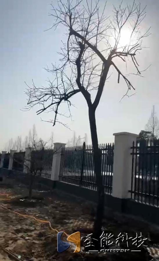 “植”此青綠，添彩圣能靜待花開
